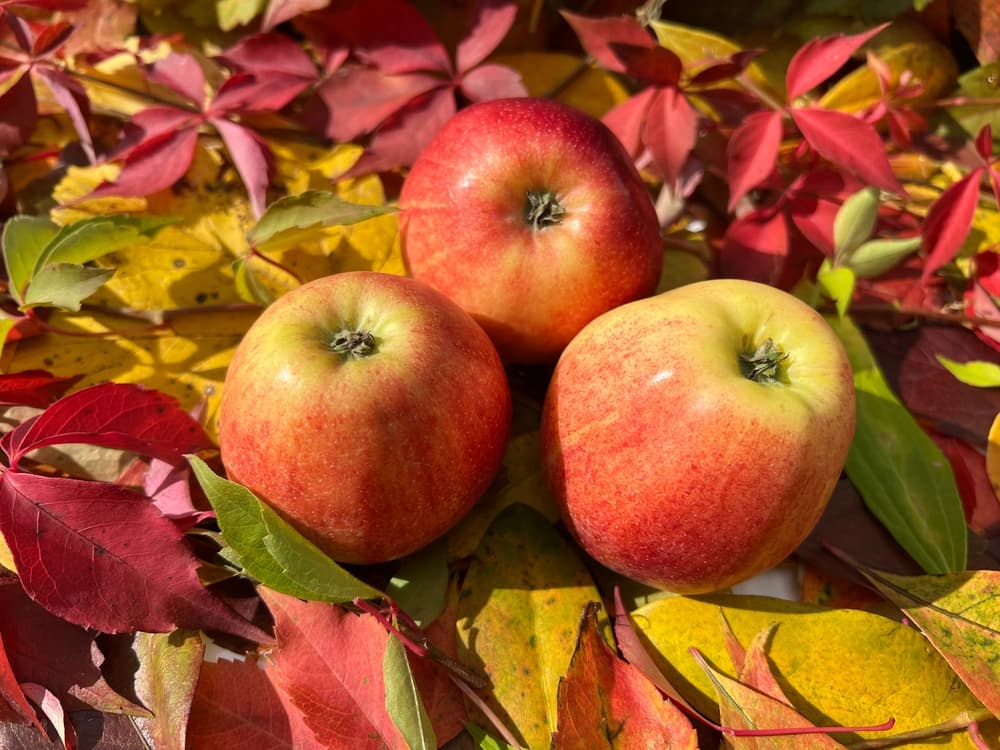 Apfel – Warum der richtige Erntezeitpunkt über Geschmack und Lagerung entscheidet