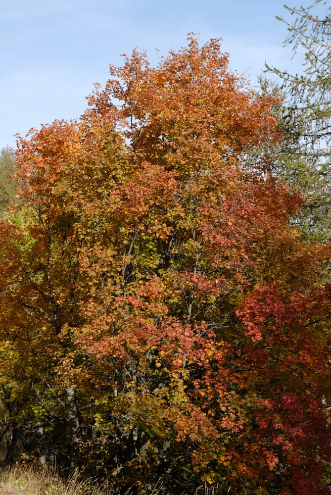 © COULANGES / Shutterstock