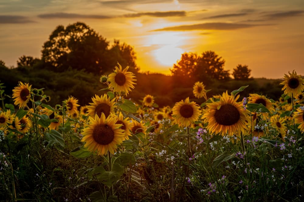 Sonnenblume – Warum sie der Sonne irgendwann nicht mehr folgt