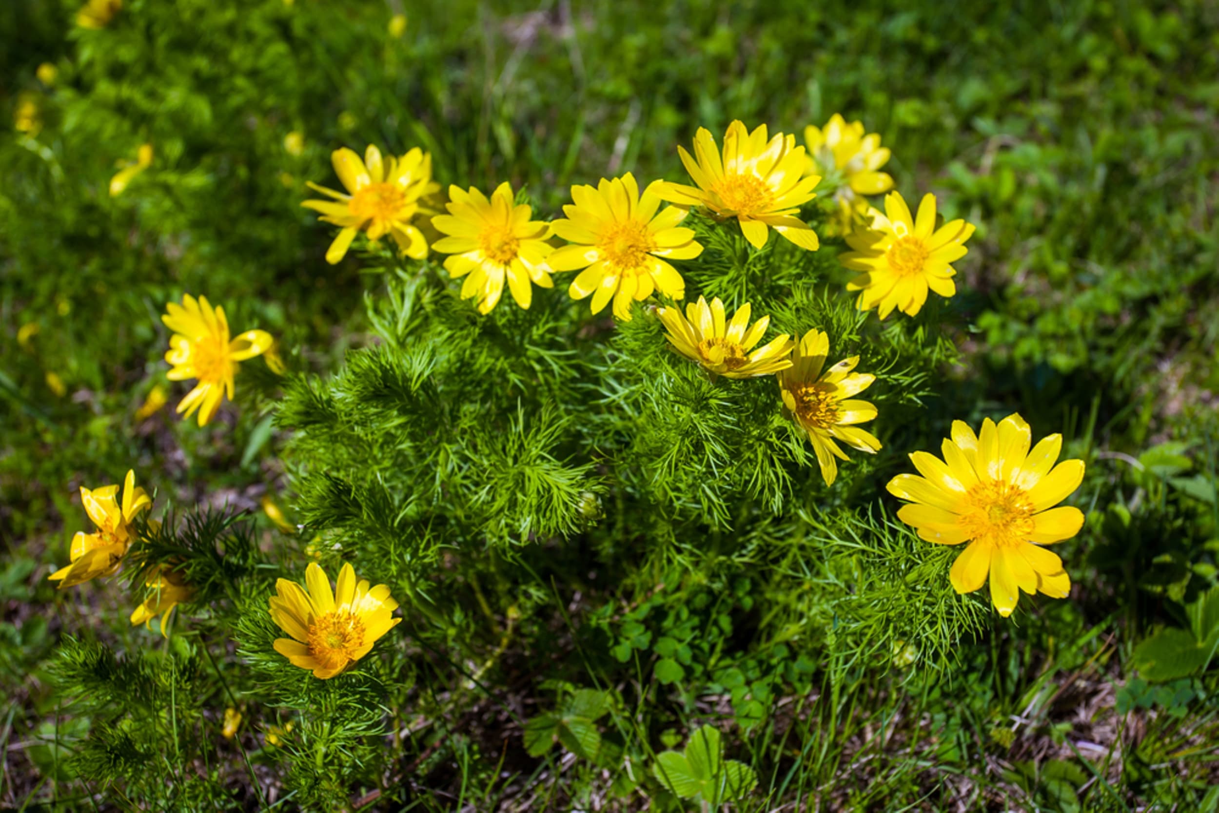 © Pixachi / Shutterstock
