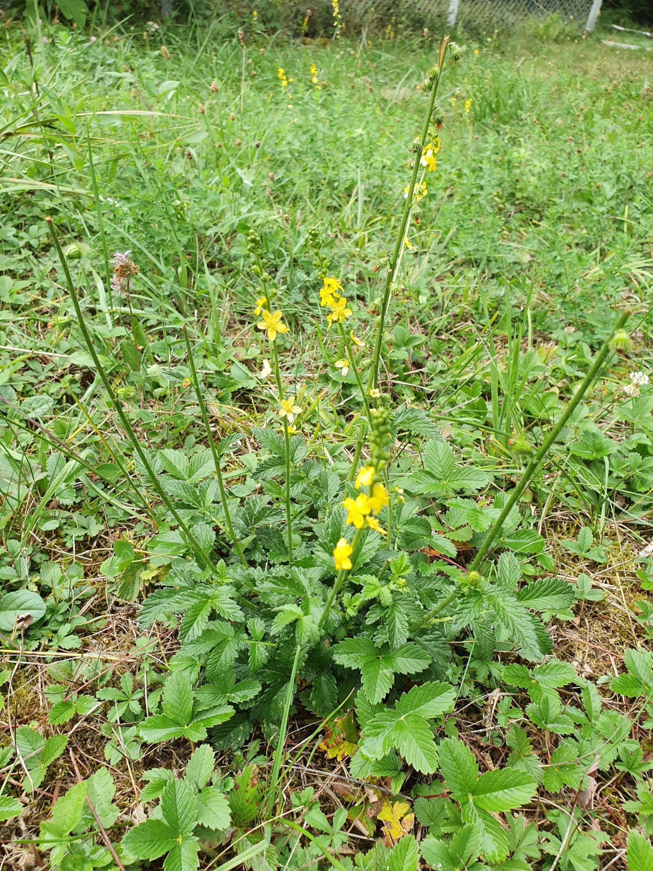 habitus
