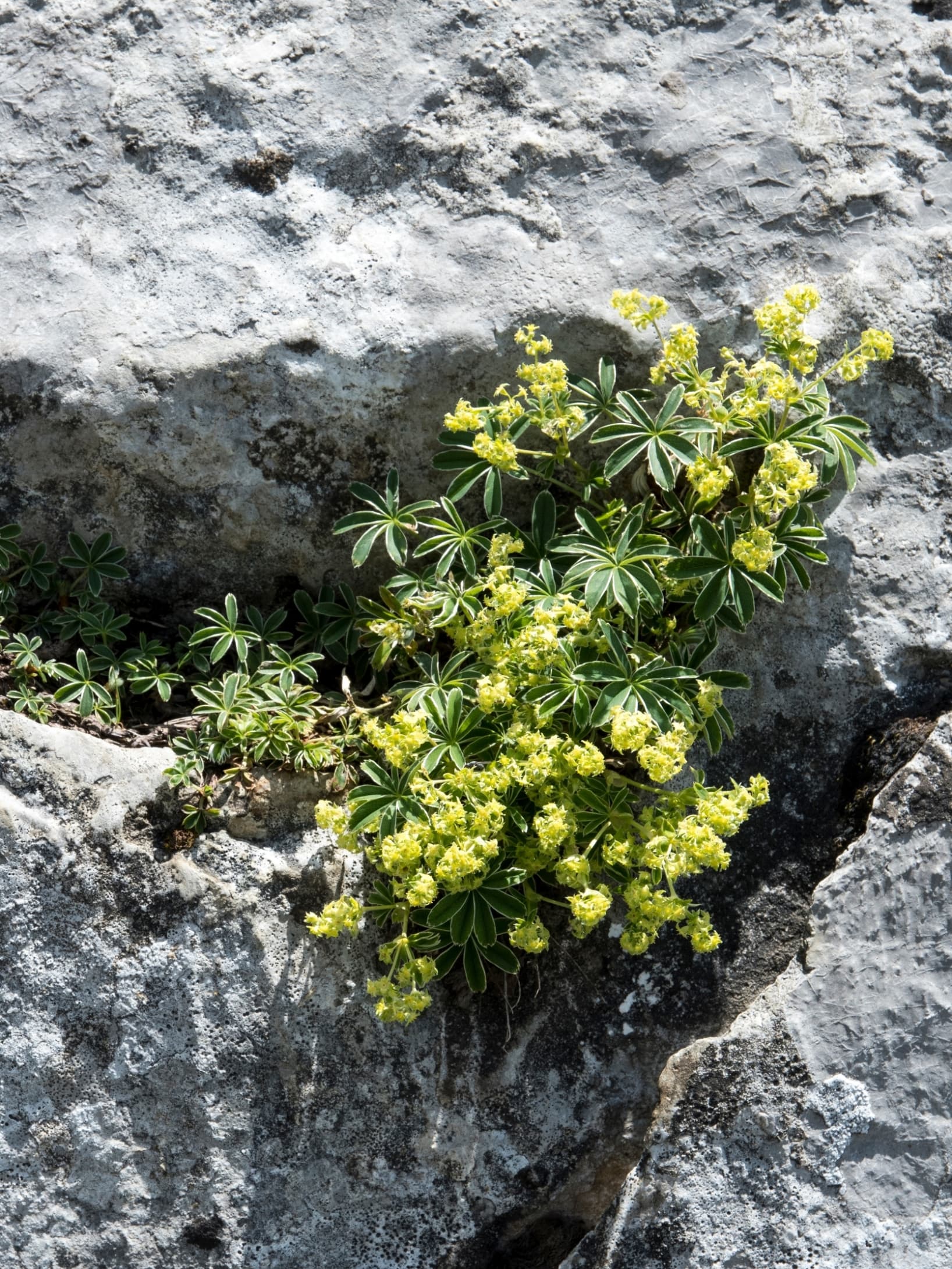 habitus
