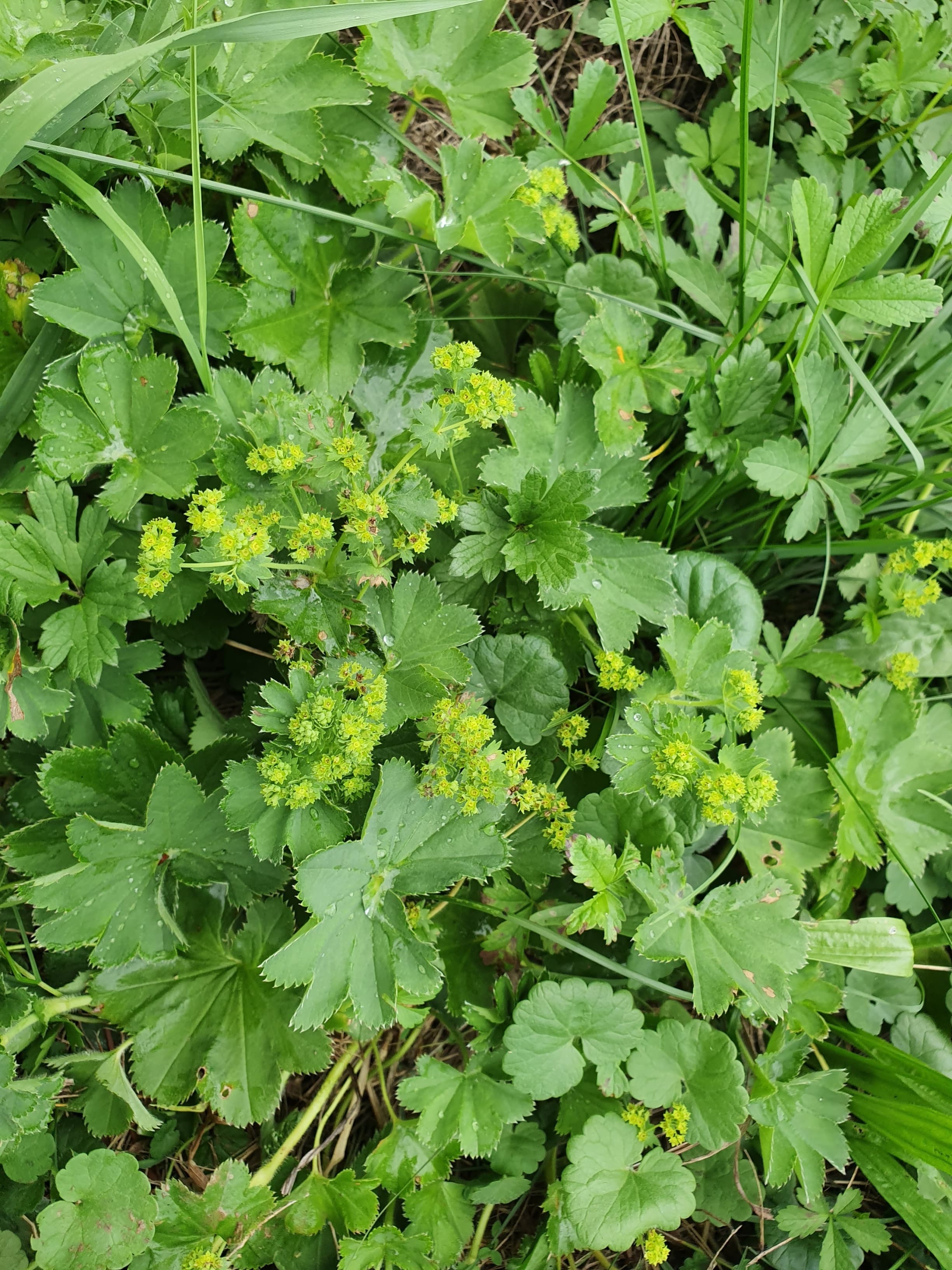 habitus
