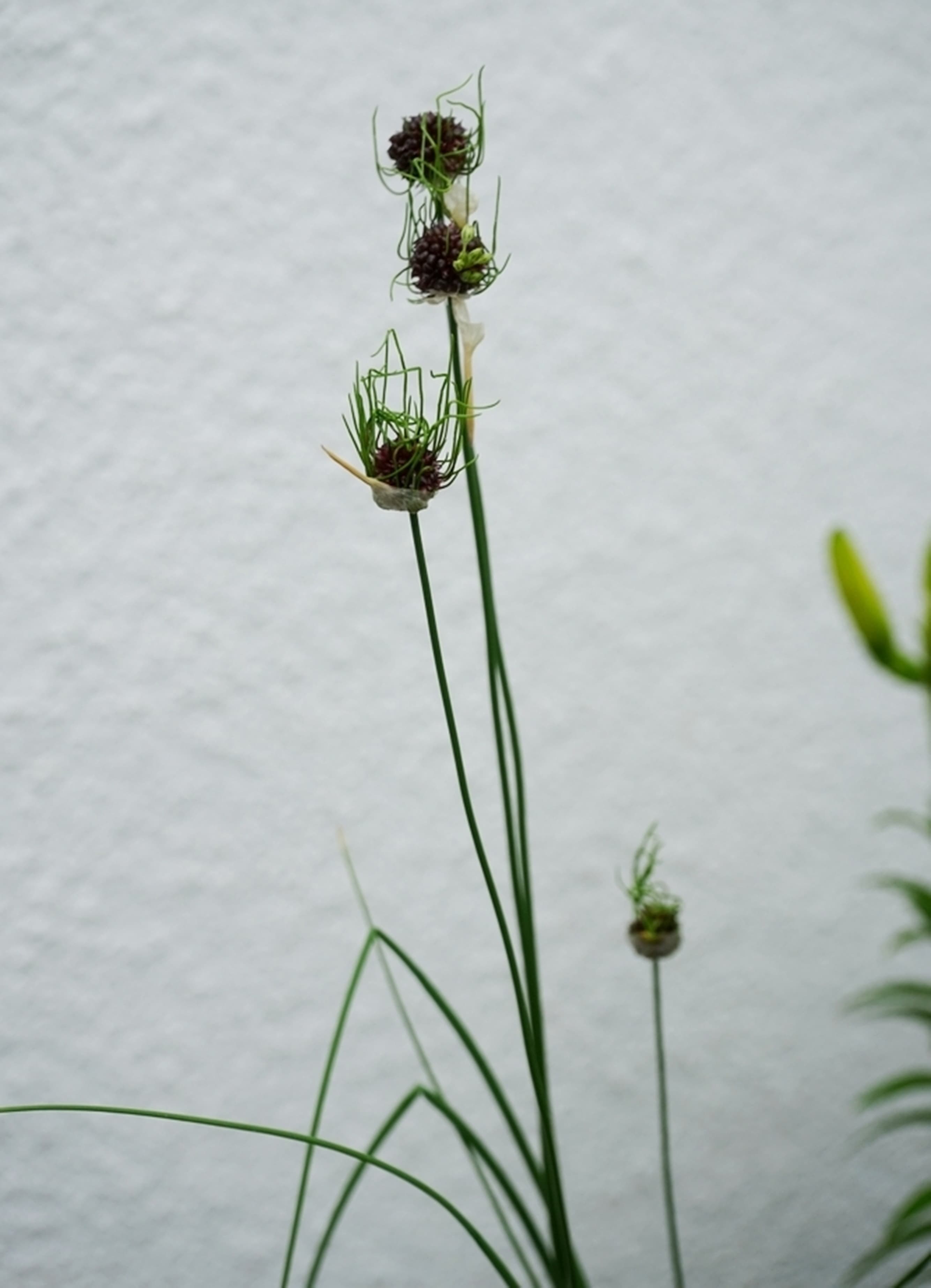 habitus