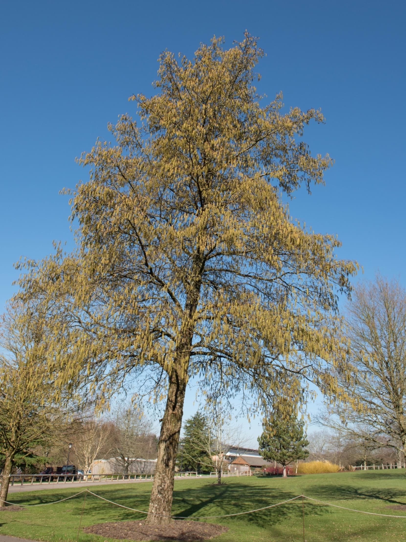 habitus