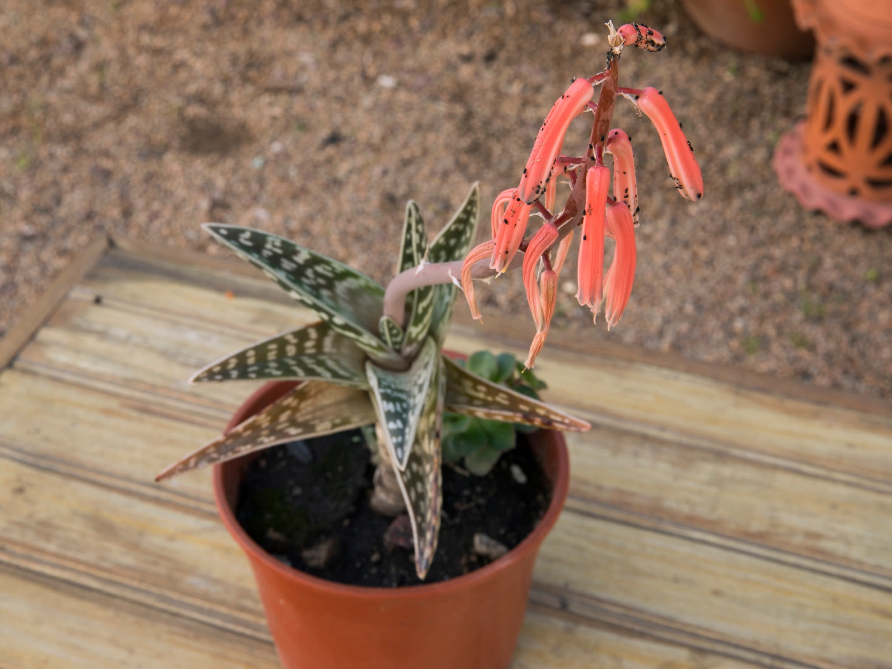 habitus